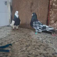 کبوتر