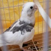 جوجه آلبینو دوکت نژاد خالص و خاص