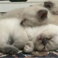 توله گربه اسکاتیش بلو پوینت،سیلور،گلد تبی