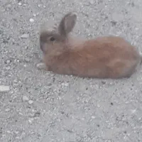 جفت خرگوش معاوضه با کفتر یا مرغ