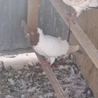 کبوتر نقش
