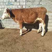 گوساله ماده