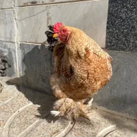 خروس برهما گلدن