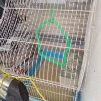 قفس پرنده