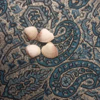 صدف دراندازه های بزرگ وکوچک