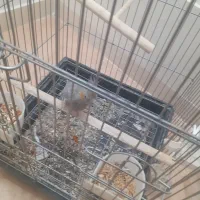 طوطی عروس هلندی