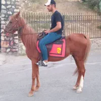 اسب مادیان مصری.با کره نریان عرب نزدیک ۴ماهه