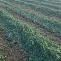 علوفه یونجه درجه یک وذرت خوزستان