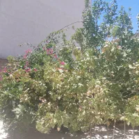 خانه