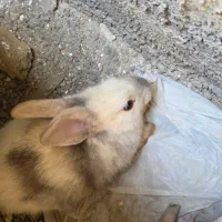 واگذاری تعدادی خرگوش
