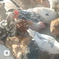 خروس گلین لری اصفحان