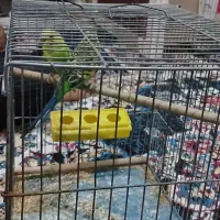 مرغ عشق نره