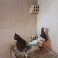 جفت کفتر کله سرخ نروماده وسهره کرمانی ماده