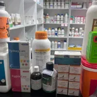 کبوتر پرشی سبز