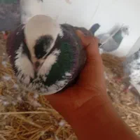 کفتر