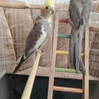 عروس هلندی