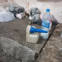 کفتر‌ماده