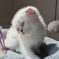اسکاتیش نر