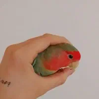گمشده