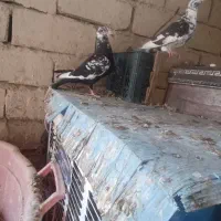پرنده