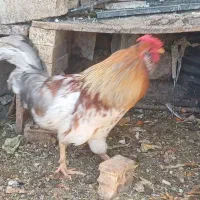 خروس  چهل جیل