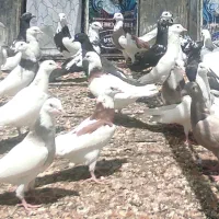 جوجه کبوتر