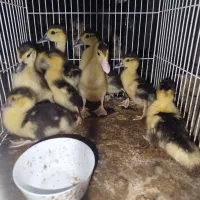 جوجه اردک اسرائیلی اصل