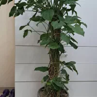 گل پتوس|گل و گیاه طبیعی|تهران, مخصوص|دیوار