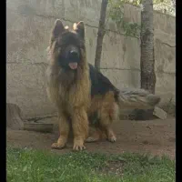 توله ژرمن شو لاین و کینکورسو