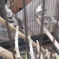 سلام عروس مرغ عشق
