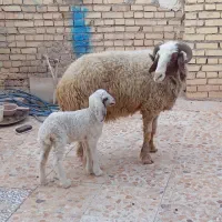 گوسفند.