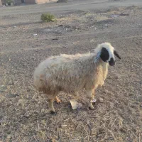 هغعفقق
