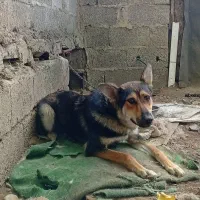 سگ ماده