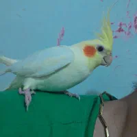 جفت عروس هلندی