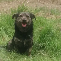 سگ پا کوتاه