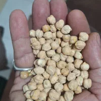 نخود سفید کرمانشاه