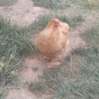 مرغ و خروس برهما