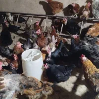 مرغ تخمگذار