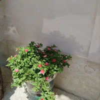 انواع گل ها
