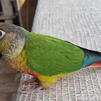 طوطی گرینچیک