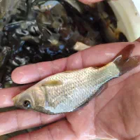 عنوان ماهی پروش