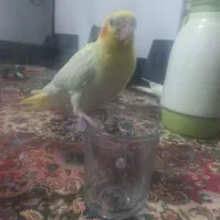 عروس هلندی گمشده