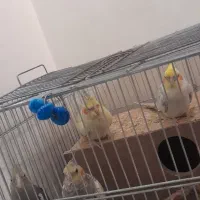 چهار عدد عروس هلندی