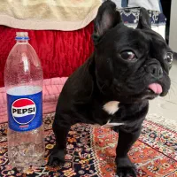 کشش فرنچ بولداگ ماده سایز صفر (اگزوتیک)