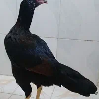 جوجه مرغ و خروس لاری