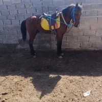 اسب