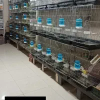 عروس هلندی مرغ عشق طوطی برزیلی فنج ملنگو گرینچیک