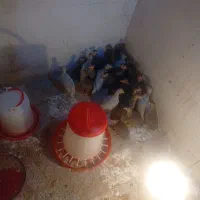 جوجه مرغ شاخدار جوجه مرغ