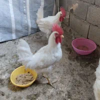 فروش فوری