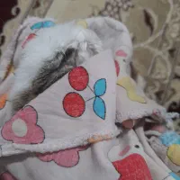 خرگوش